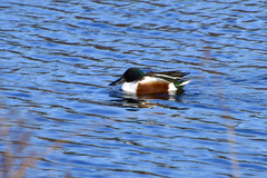 Spatula clypeata