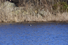 Lophodytes cucullatus