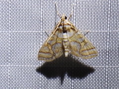 Pseudopyrausta santatalis