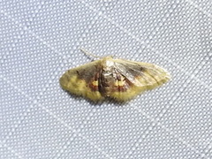 Idaea scintillularia