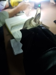 Macrotus californicus