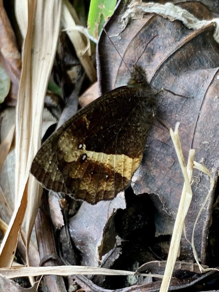 Pedaliodes baccara