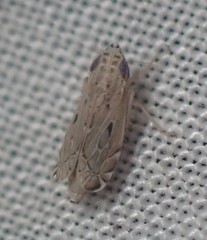 Flexamia