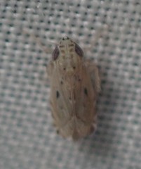 Flexamia