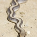 Coast Patchnose Snake - Photo (c) Bill Bouton, some rights reserved (CC BY-NC-ND)