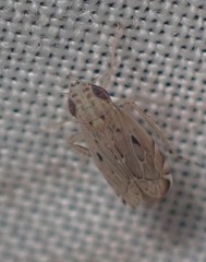 Flexamia