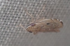 Flexamia