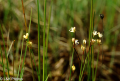 Juncus stygius