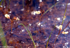 Utricularia minor