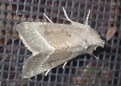 Papaipema nebris