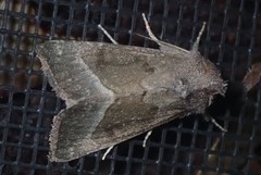 Papaipema nebris
