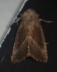 Papaipema nebris