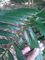 Calamus australis