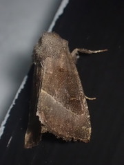 Papaipema nebris