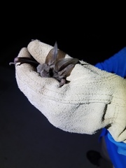 Macrotus californicus