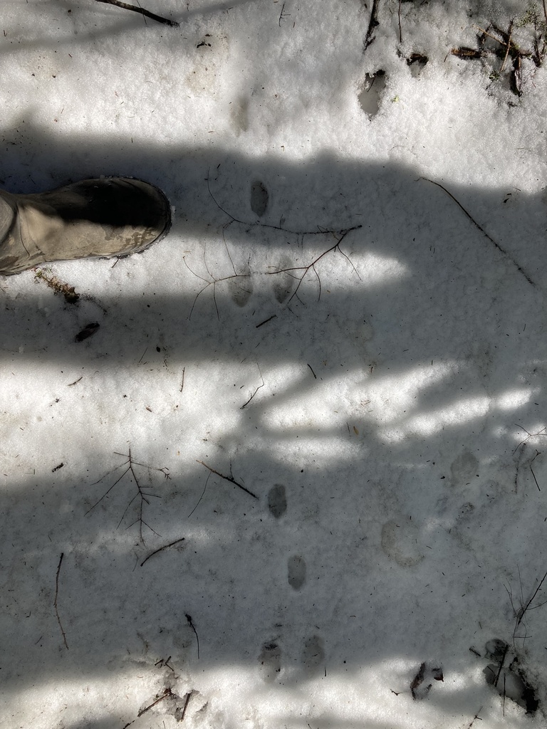 Snowshoe Hare in February 2022 by Kyle Aldinger. Size 13 boot for