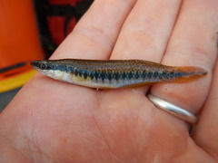 Fundulus olivaceus