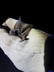 Macrotus californicus