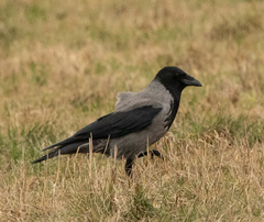 Corvus cornix