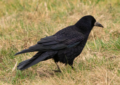 Corvus frugilegus