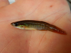 Fundulus chrysotus