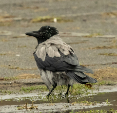 Corvus cornix
