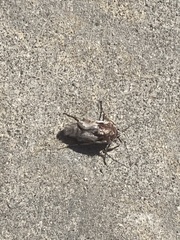 Insecta