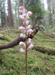 Pyrola aphylla