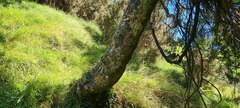 Beilschmiedia tawa