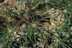 Lupinus benthamii