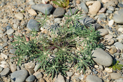 Lupinus benthamii