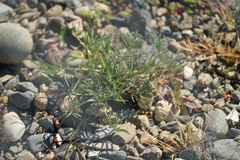 Lupinus benthamii