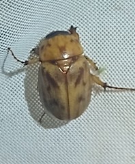 Cyclocephala lunulata