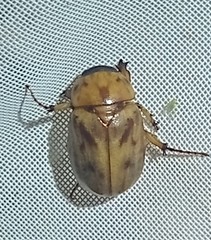 Cyclocephala lunulata