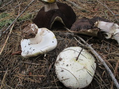 Agaricus moronii