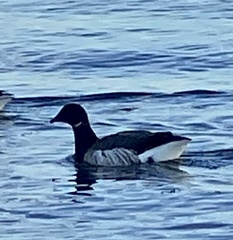 Branta bernicla