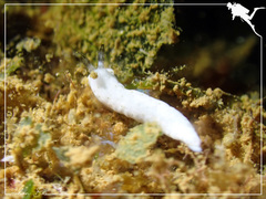 Dermatobranchus semistriatus