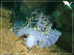 Halgerda willeyi