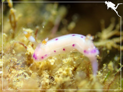 Hypselodoris maculosa