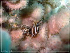 Allogalathea elegans