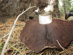 Agaricus moronii
