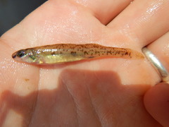 Etheostoma chlorosoma