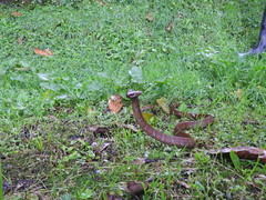 Dipsas sanctijoannis