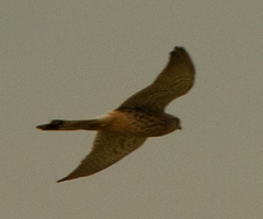 Falco tinnunculus