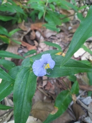 Commelina ensifolia