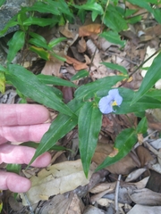 Commelina ensifolia