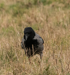 Corvus cornix