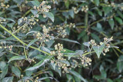 Litsea glaucescens