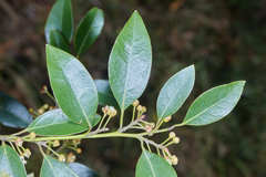 Litsea glaucescens