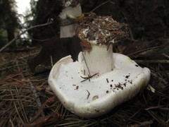 Agaricus moronii